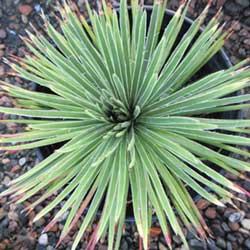 Agave Gemniflora