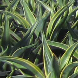 Agave desmetiana