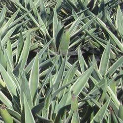 Agave angustifolia