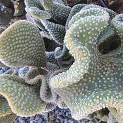 Cactus variety