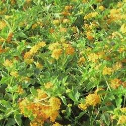 Lantana Montev. Gold