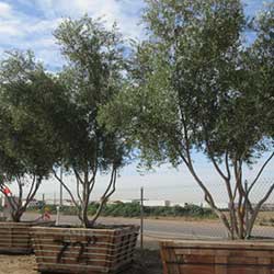 Olea europaea Wilsonii