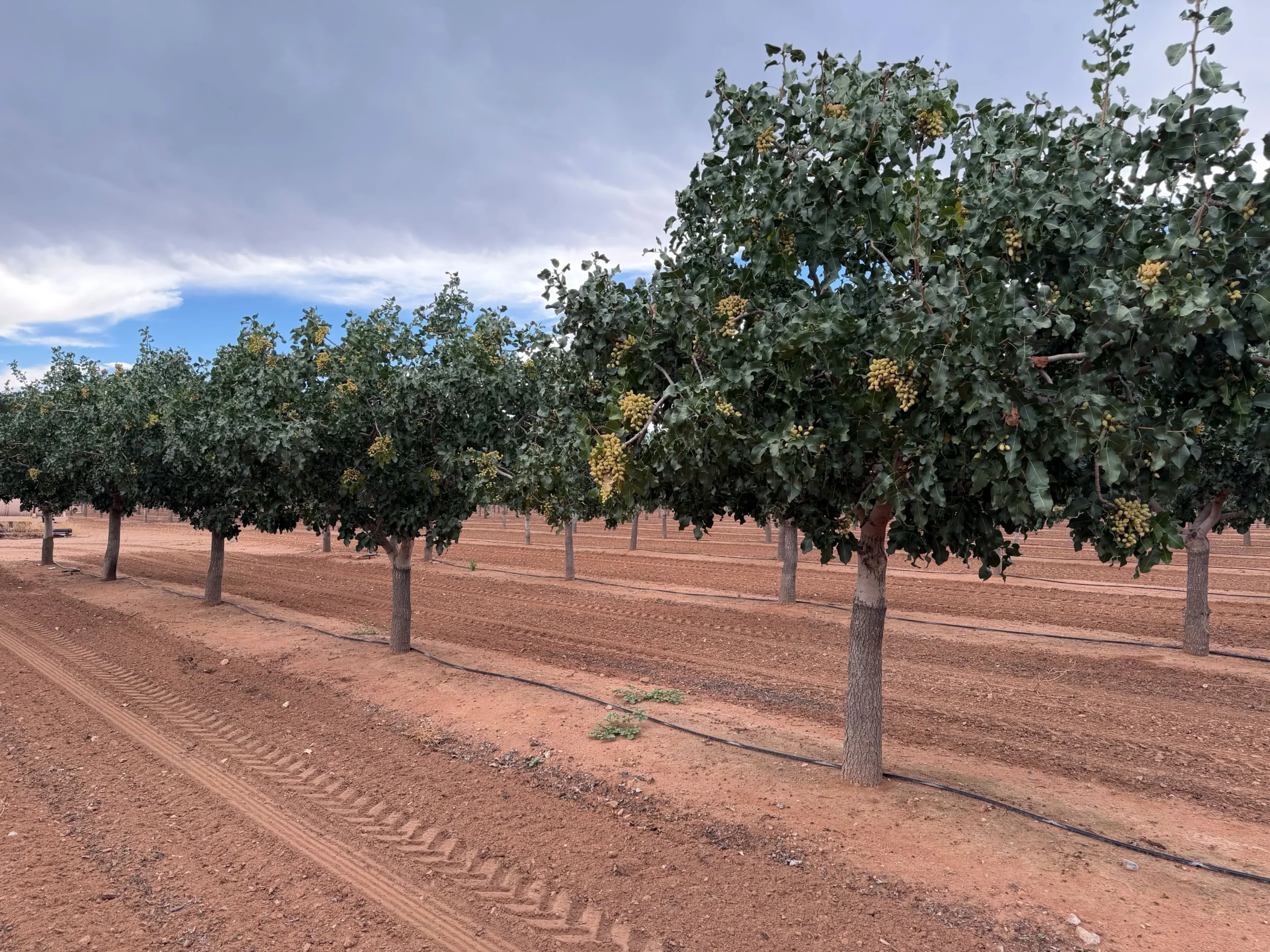 Bowie Orchard1