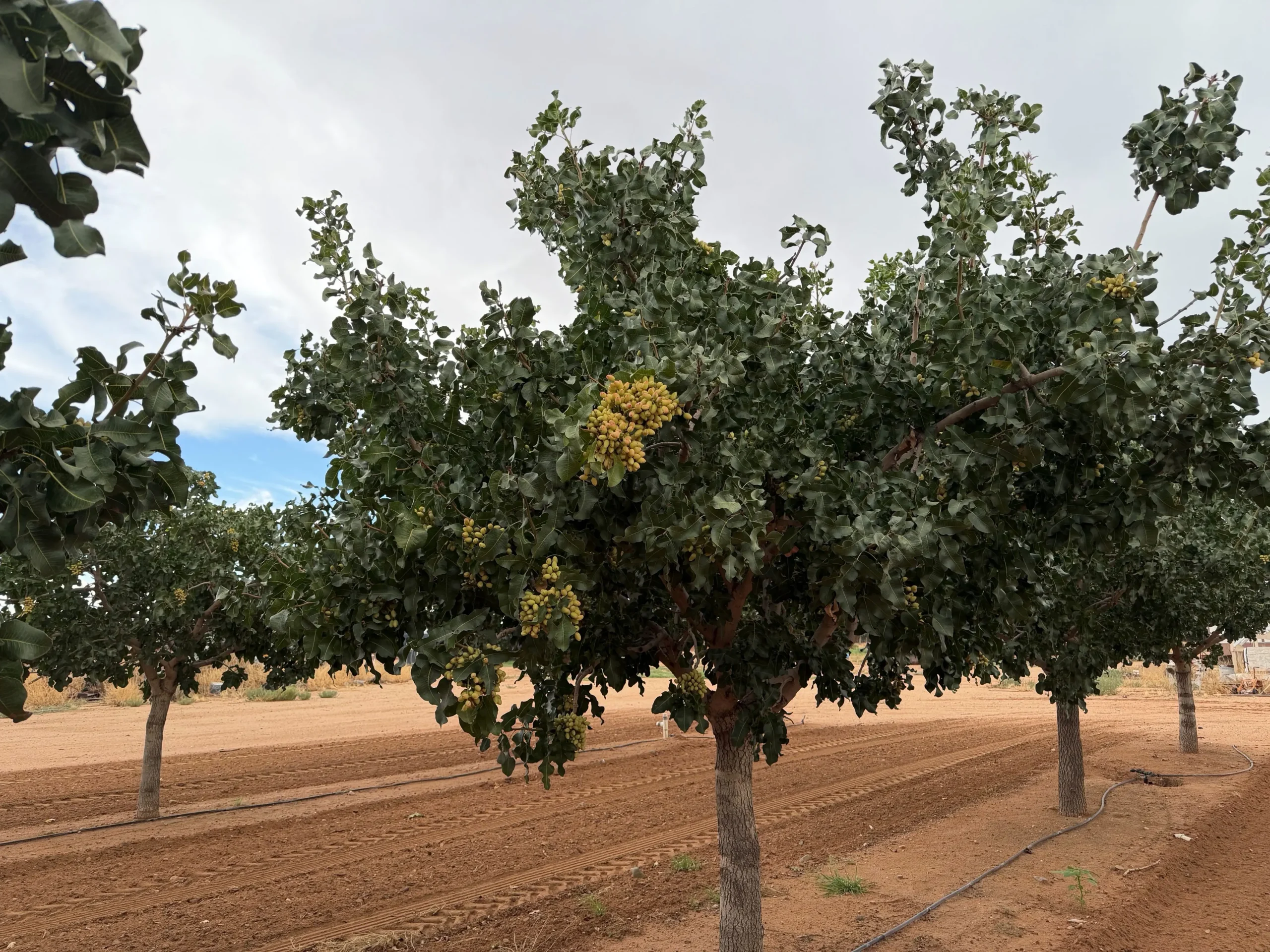 Bowie Orchard2