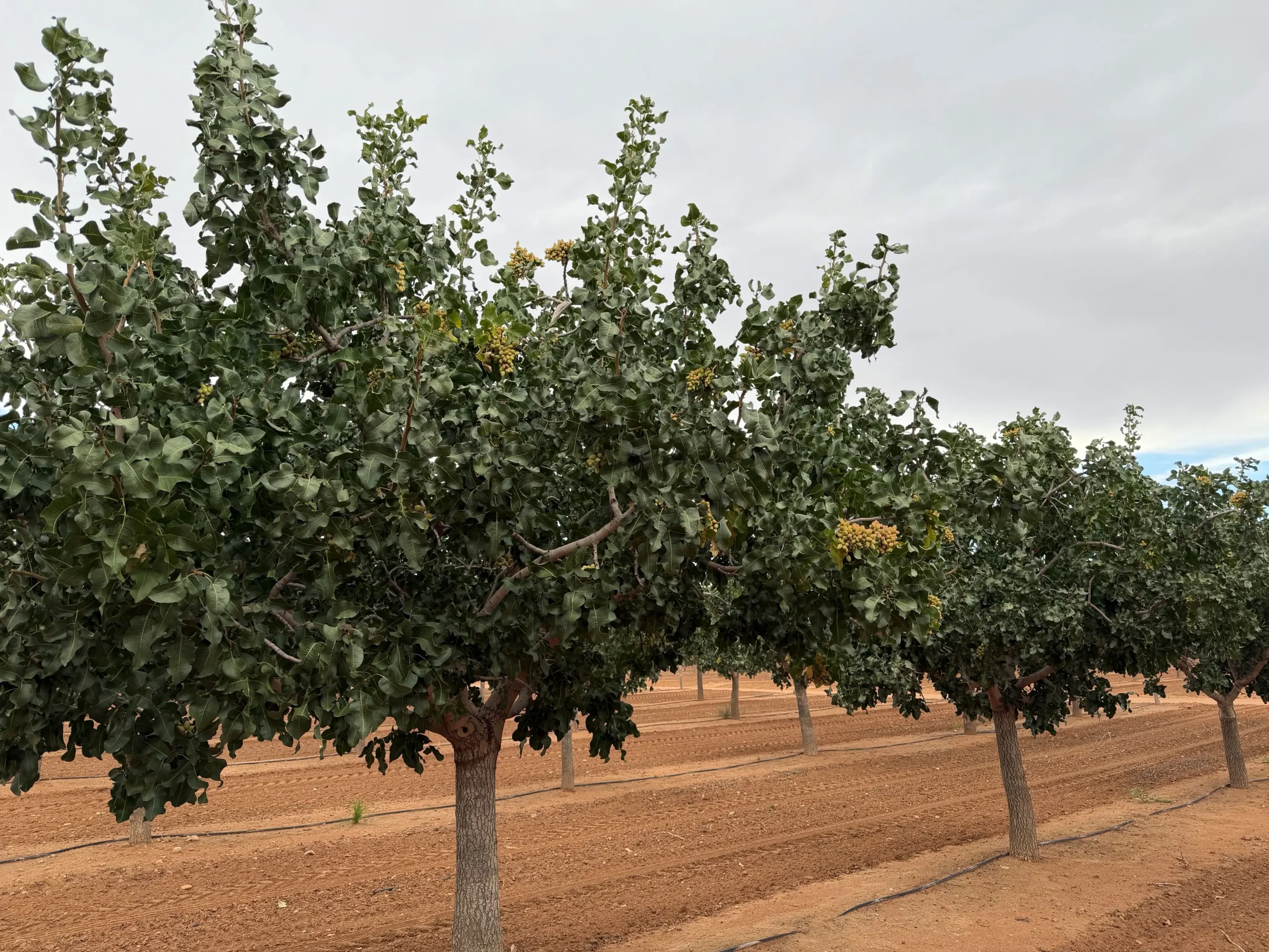 Bowie Orchard3