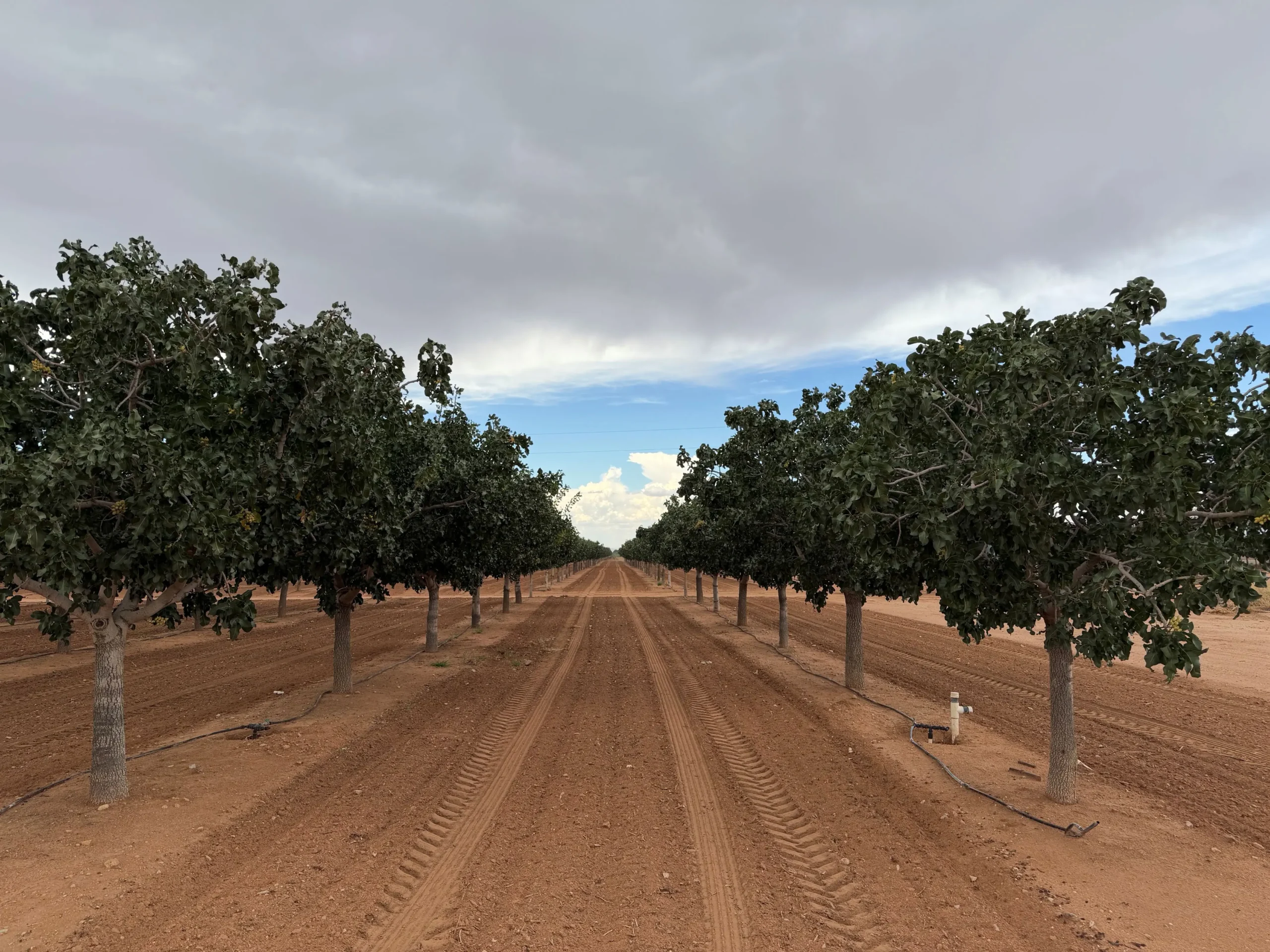 Bowie Orchard4