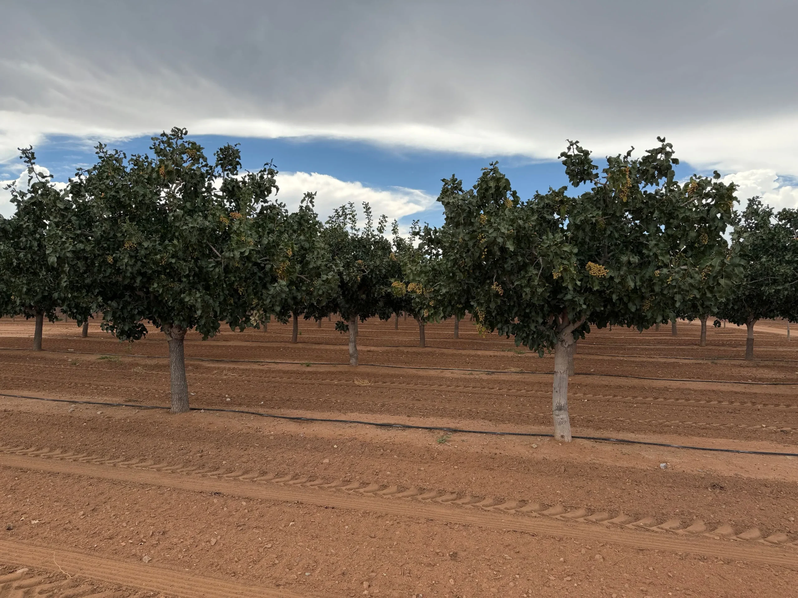 Bowie Orchard5